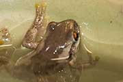 Bleating Tree Frog (Litoria dentata)